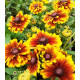 rudbeckia summerdaisy red bicolore