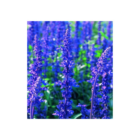 SAUGE BLEUE - couleur bleu foncé