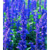SAUGE BLEUE - couleur bleu foncé