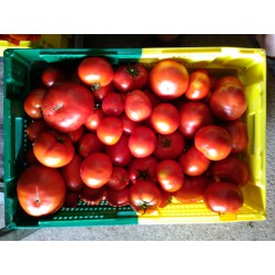 tomate 