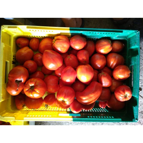 tomates coeur de boeuf véritable