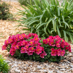 alstroemeria indian summer 