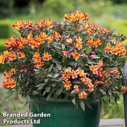 alstroemeria  summer breeze