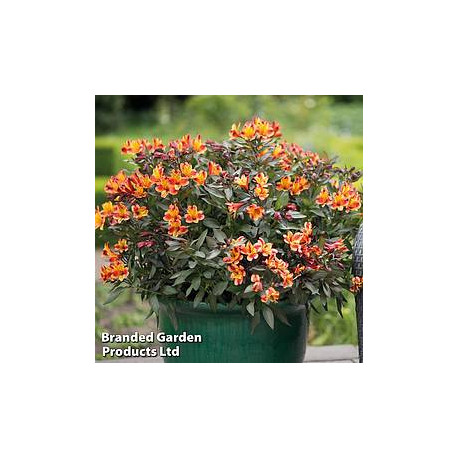 alstroemeria  summer breeze