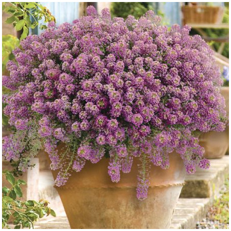 ALYSSE RETOMBANTE rose/mauve stream rasperry