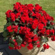 BEGONIA droit  fleurs double rouge 