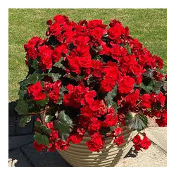 BEGONIA droit  fleurs double rouge 