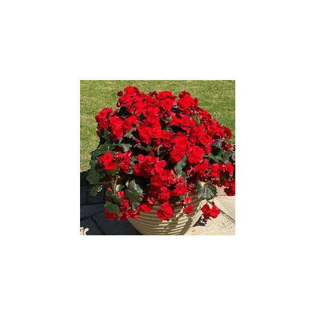 BEGONIA droit  fleurs double rouge 