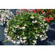 BEGONIA DRAGON WING blanc