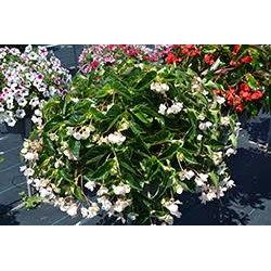 BEGONIA DRAGON WING blanc