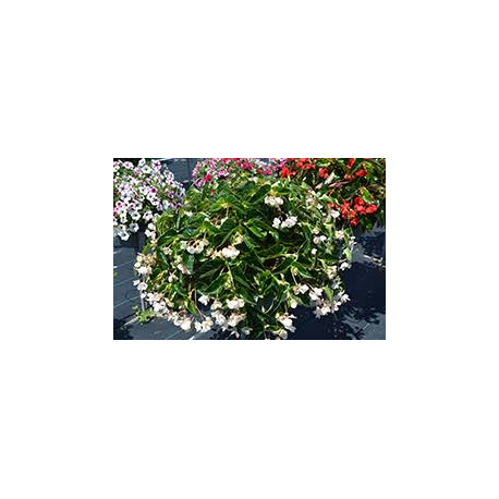BEGONIA DRAGON WING blanc