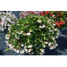 BEGONIA DRAGON WING blanc