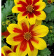 BIDENS taka tuka lemon red center 