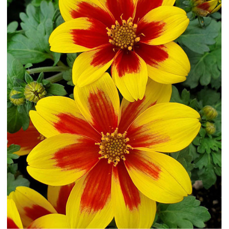 BIDENS taka tuka lemon red center 