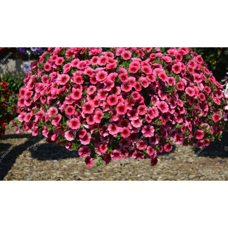 CALLIE  calita stawberry eyes  magenta à oeil rouge 