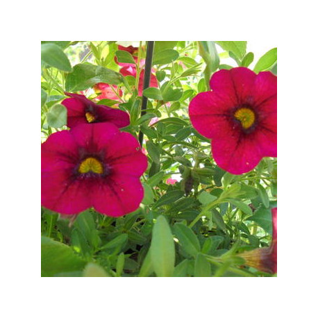 CALLIE  calita red eyes 