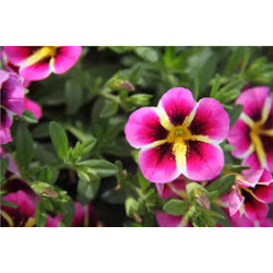 CALLIE  calita pink star