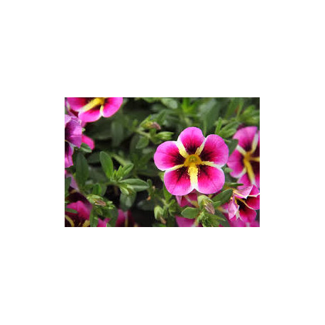 CALLIE  calita pink star