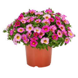 CALLIE  raimbow pink