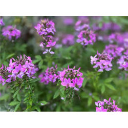 CLEOME Kelly rose ( rose violet )