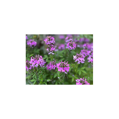 CLEOME Kelly rose ( rose violet )