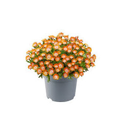 DELOSPERMA cooperi orange 
