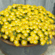 DELOSPERMA suntropic jaune