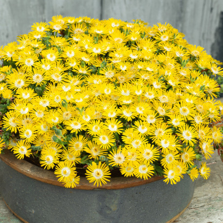 DELOSPERMA suntropic jaune