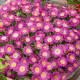 DELOSPERMA suntropic purple