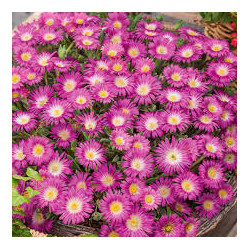 DELOSPERMA suntropic purple