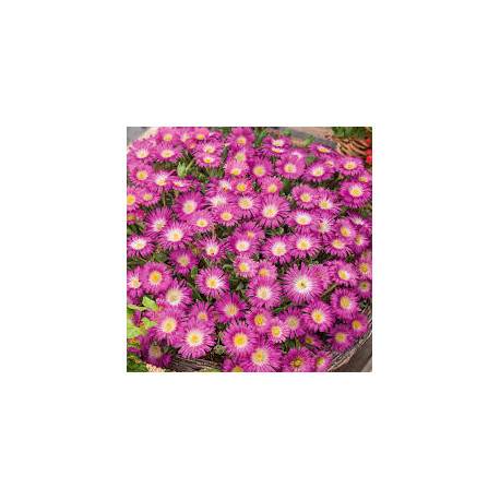 DELOSPERMA suntropic purple