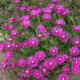 DELOSPERMA suntropic purple