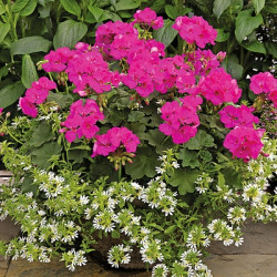 GERANIUM CALLIENTE Summer lovers lavender rose