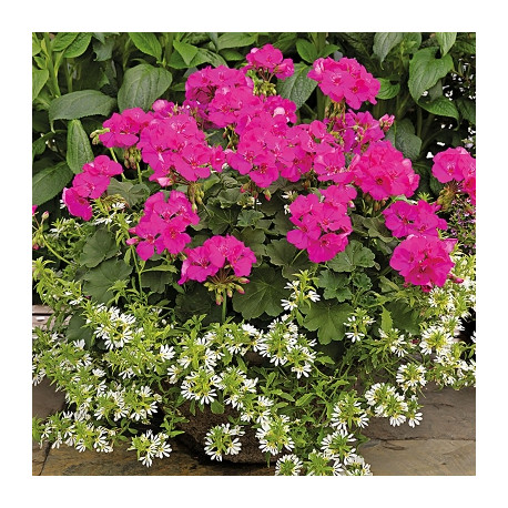 GERANIUM CALLIENTE Summer lovers lavender rose