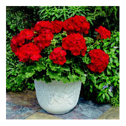 GERANIUM CALLIENTE summer lovers dark red  ROUGE SANG