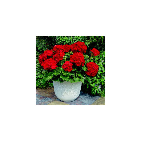 GERANIUM CALLIENTE summer lovers dark red  ROUGE SANG