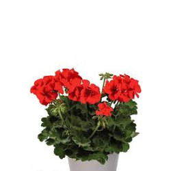 GERANIUM calliente deep orange eye 