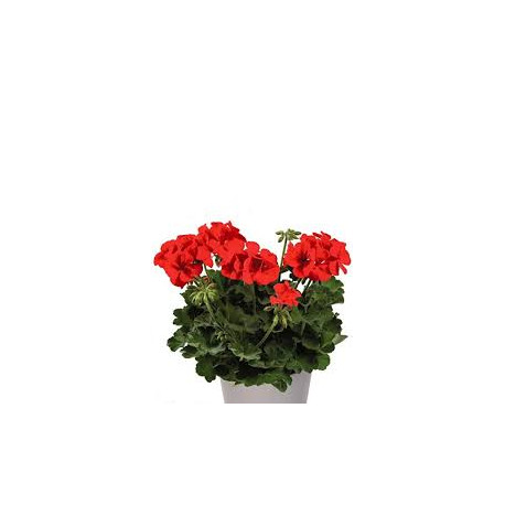 GERANIUM calliente deep orange eye 