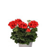 GERANIUM calliente deep orange eye 