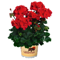 GERANIUM ZONAL  ROUGE savannah red 