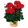 GERANIUM ZONAL  ROUGE savannah red 
