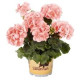 GERANIUM ZONAL SAUMON clair savannah light saumon