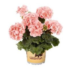 GERANIUM ZONAL SAUMON clair savannah light saumon