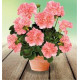 GERANIUM ZONAL orange green idols saumon