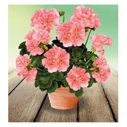 GERANIUM ZONAL orange green idols saumon