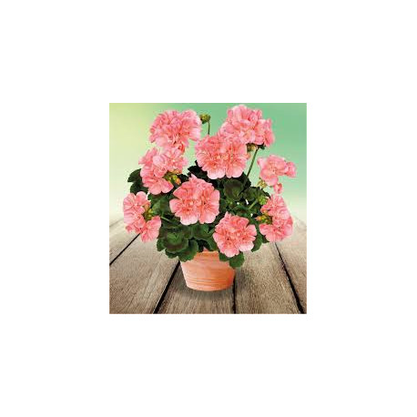 GERANIUM ZONAL orange green idols saumon