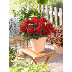GERANIUM ZONAL  ROUGE lumineux savannah really red 