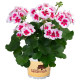 GERANIUM ZONAL blanc à coeur rose foncé savannah white splash
