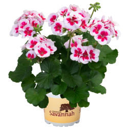 GERANIUM ZONAL blanc à coeur rose foncé savannah white splash