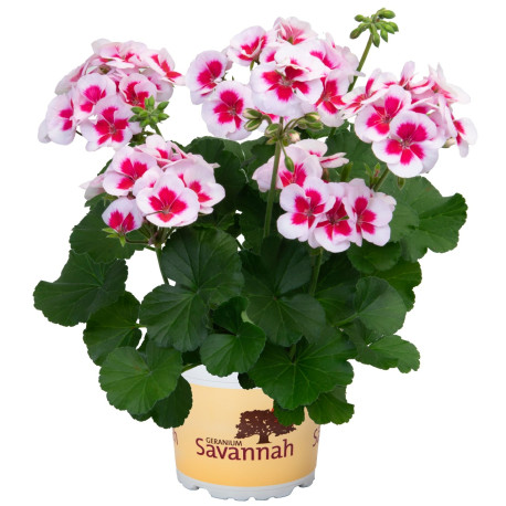 GERANIUM ZONAL blanc à coeur rose foncé savannah white splash